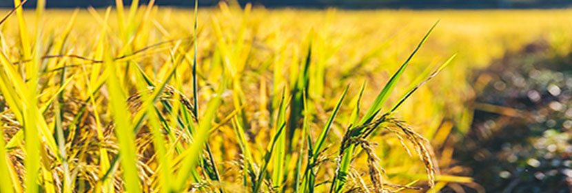 谷物制品檢測(cè)